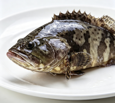 Fresh Whole Grouper